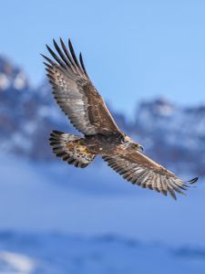 Preview wallpaper golden eagle, bird, flight, blur