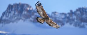 Preview wallpaper golden eagle, bird, flight, blur