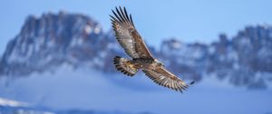 Preview wallpaper golden eagle, bird, flight, blur