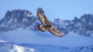 Preview wallpaper golden eagle, bird, flight, blur