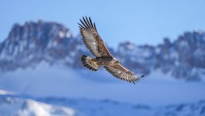 Preview wallpaper golden eagle, bird, flight, blur