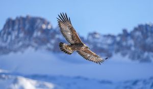 Preview wallpaper golden eagle, bird, flight, blur