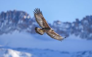 Preview wallpaper golden eagle, bird, flight, blur