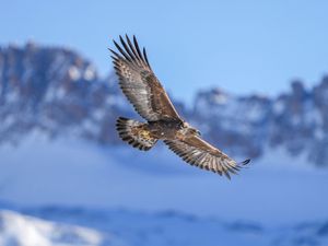 Preview wallpaper golden eagle, bird, flight, blur