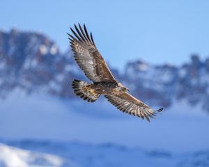 Preview wallpaper golden eagle, bird, flight, blur