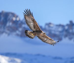 Preview wallpaper golden eagle, bird, flight, blur