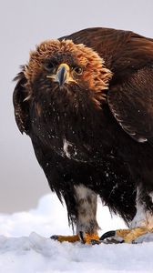 Preview wallpaper golden eagle, bird, predator, wings