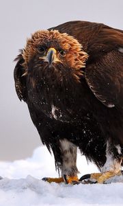 Preview wallpaper golden eagle, bird, predator, wings