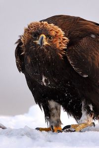 Preview wallpaper golden eagle, bird, predator, wings