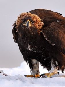 Preview wallpaper golden eagle, bird, predator, wings