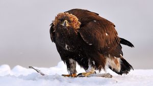 Preview wallpaper golden eagle, bird, predator, wings