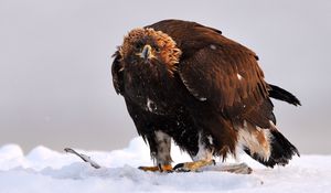 Preview wallpaper golden eagle, bird, predator, wings