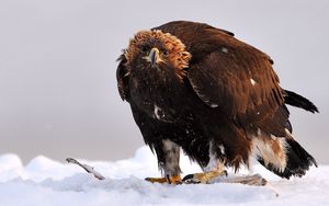 Preview wallpaper golden eagle, bird, predator, wings