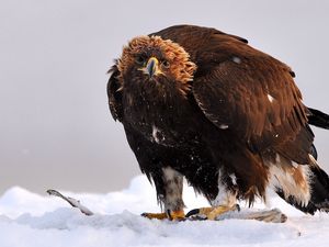 Preview wallpaper golden eagle, bird, predator, wings