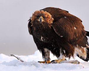 Preview wallpaper golden eagle, bird, predator, wings