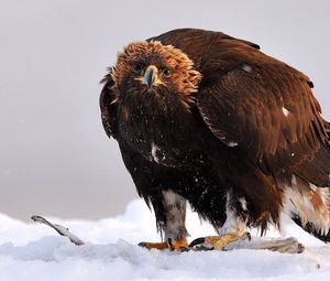 Preview wallpaper golden eagle, bird, predator, wings