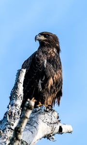 Preview wallpaper golden eagle, eagle, bird, tree, sky