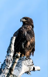 Preview wallpaper golden eagle, eagle, bird, tree, sky