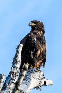 Preview wallpaper golden eagle, eagle, bird, tree, sky