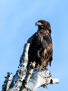 Preview wallpaper golden eagle, eagle, bird, tree, sky