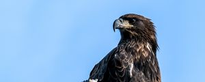 Preview wallpaper golden eagle, eagle, bird, tree, sky