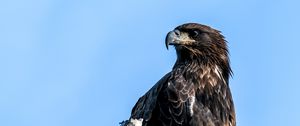 Preview wallpaper golden eagle, eagle, bird, tree, sky