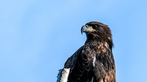 Preview wallpaper golden eagle, eagle, bird, tree, sky