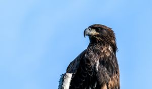 Preview wallpaper golden eagle, eagle, bird, tree, sky