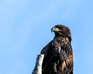 Preview wallpaper golden eagle, eagle, bird, tree, sky