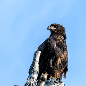 Preview wallpaper golden eagle, eagle, bird, tree, sky