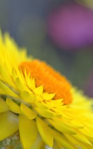 Preview wallpaper golden everlasting, petals, flower, yellow, macro