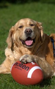 Preview wallpaper golden retriever, dog, ball, playful, lying, grass