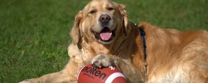 Preview wallpaper golden retriever, dog, ball, playful, lying, grass