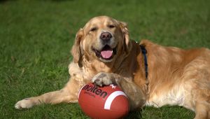 Preview wallpaper golden retriever, dog, ball, playful, lying, grass