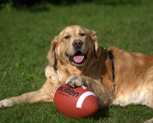 Preview wallpaper golden retriever, dog, ball, playful, lying, grass