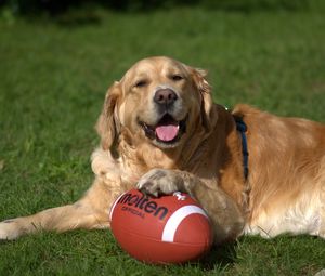 Preview wallpaper golden retriever, dog, ball, playful, lying, grass
