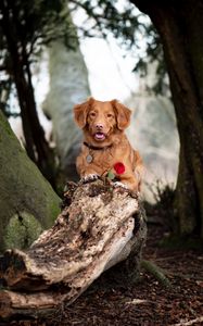 Preview wallpaper golden retriever, dog, brown, pet, flower