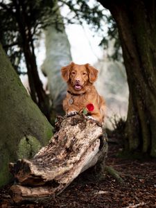 Preview wallpaper golden retriever, dog, brown, pet, flower