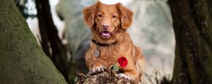 Preview wallpaper golden retriever, dog, brown, pet, flower