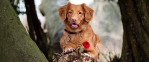 Preview wallpaper golden retriever, dog, brown, pet, flower