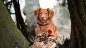 Preview wallpaper golden retriever, dog, brown, pet, flower