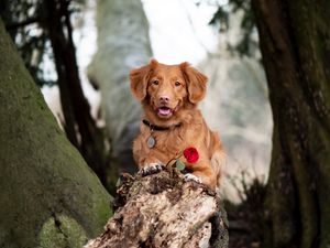 Preview wallpaper golden retriever, dog, brown, pet, flower