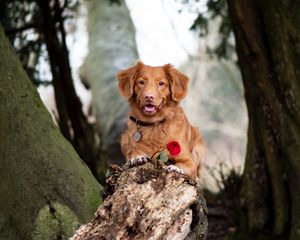 Preview wallpaper golden retriever, dog, brown, pet, flower