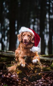 Preview wallpaper golden retriever, dog, hat, garland, pet