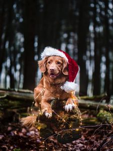 Preview wallpaper golden retriever, dog, hat, garland, pet