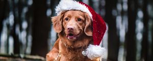 Preview wallpaper golden retriever, dog, hat, garland, pet