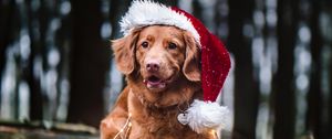 Preview wallpaper golden retriever, dog, hat, garland, pet