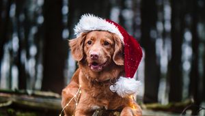 Preview wallpaper golden retriever, dog, hat, garland, pet