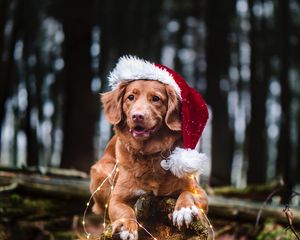 Preview wallpaper golden retriever, dog, hat, garland, pet