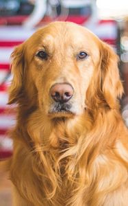 Preview wallpaper golden retriever, dog, muzzle